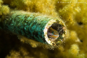 Small Goby hiding by Ran Mor 